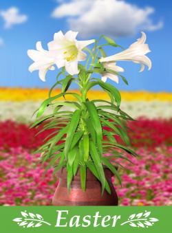 Easter lily and flowers